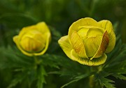 24 Trollius europaeus (Botton d'oro)